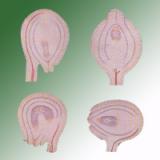 TYPES OF OVULES